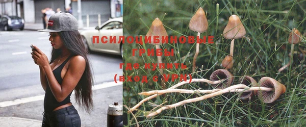 прущие грибы Балабаново